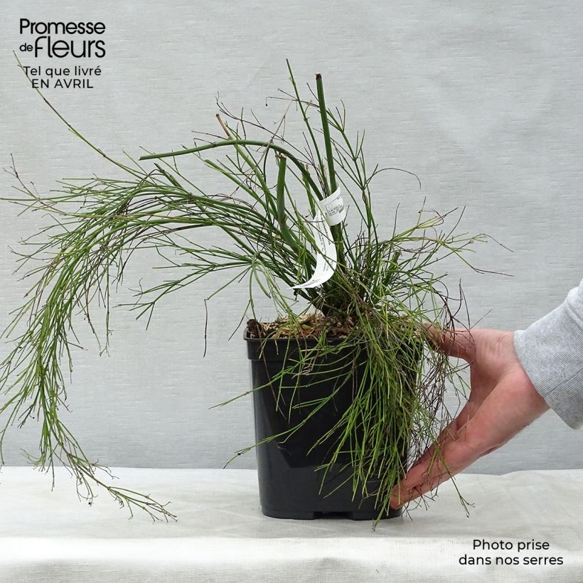 Russelia equisetiformis - Russelia equisetiforme Vaso da 3L/4L esemplare consegnato in primavera