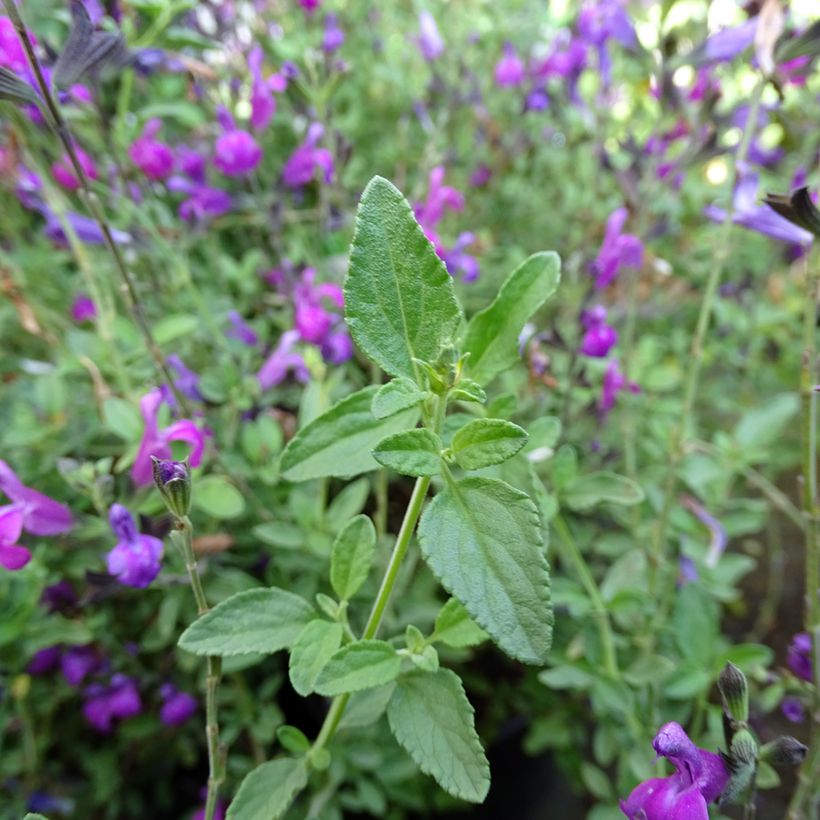 Salvia greggii ARCTIC BLAZE Purple (Fogliame)