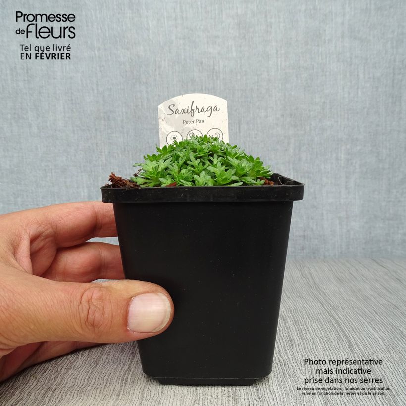 Esemplare di Saxifraga arendsii Peter Pan - Sassifraga Vasetto da 8/9 cm come consegnato in autunno