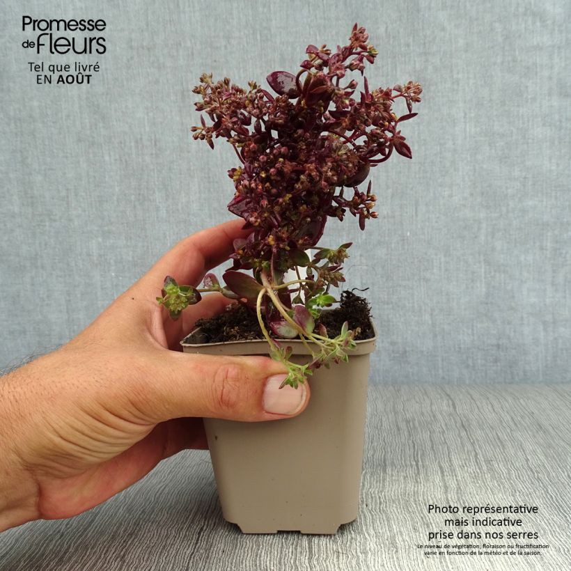 Esemplare di Sedum Sunsparkler Firecracker Vasetto da 8/9 cm consegnato in estate