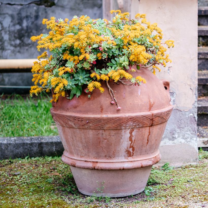 Sedum palmeri - Borracina di Palmer (Porto)