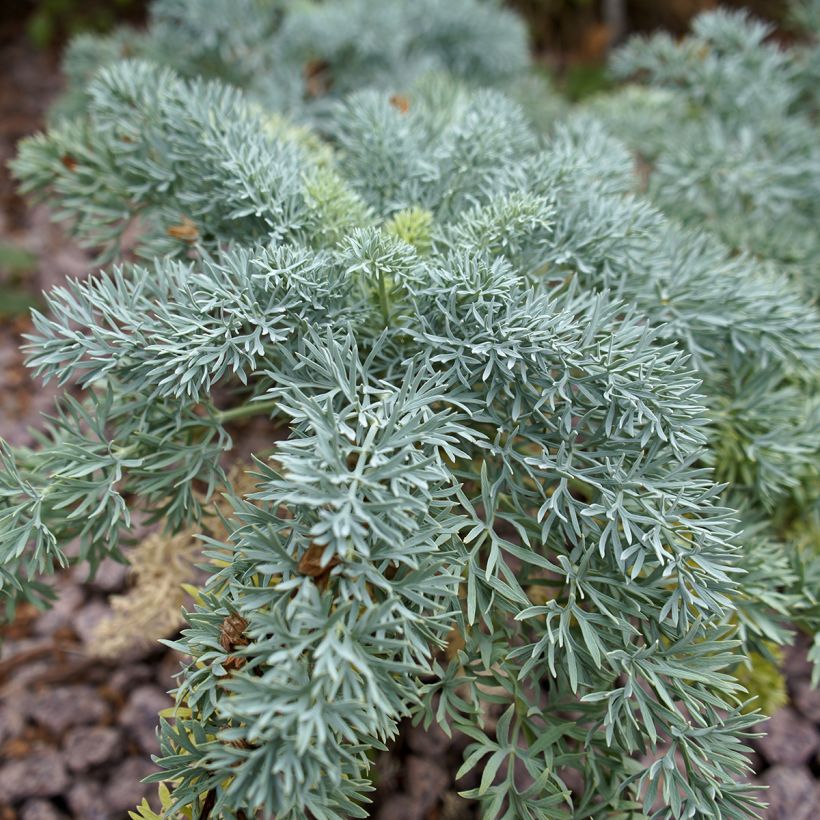 Seseli gummiferum (Fogliame)