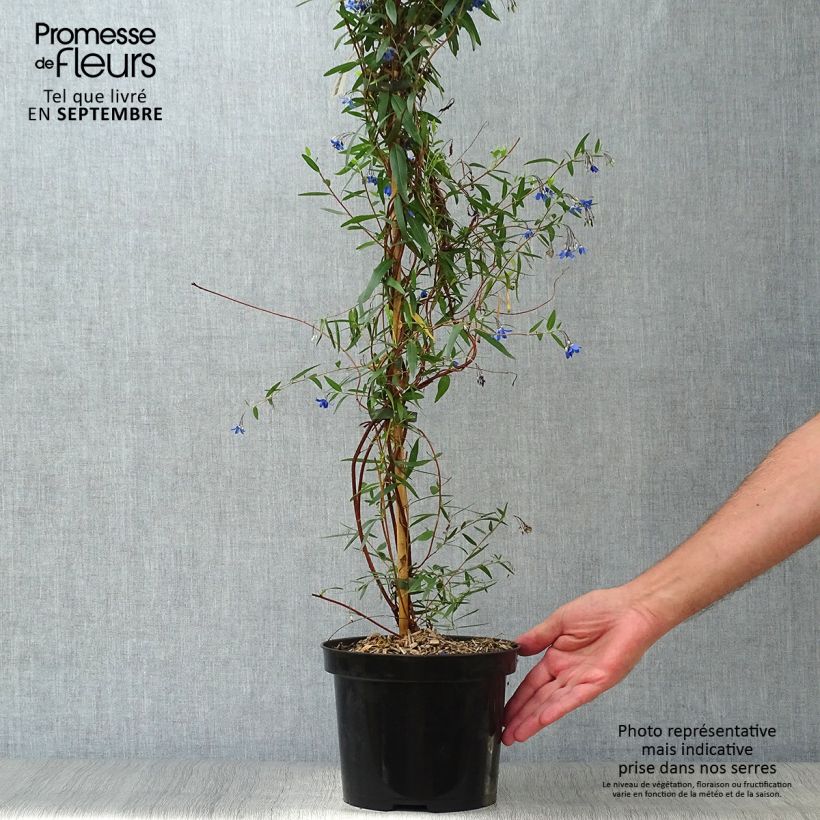 Esemplare di Sollya heterophylla Ultra Blue Vaso da 4L/5L come consegnato in autunno