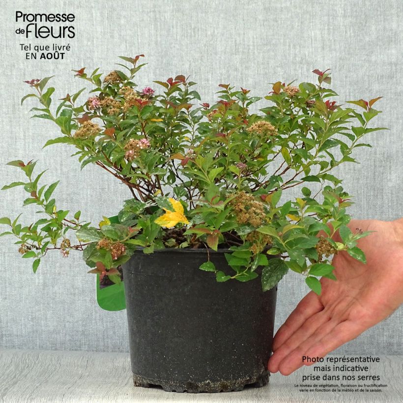 Esemplare di Spirea japonica Merlo Green - Spirea del Giappone Vaso da 2L/3L consegnato in estate