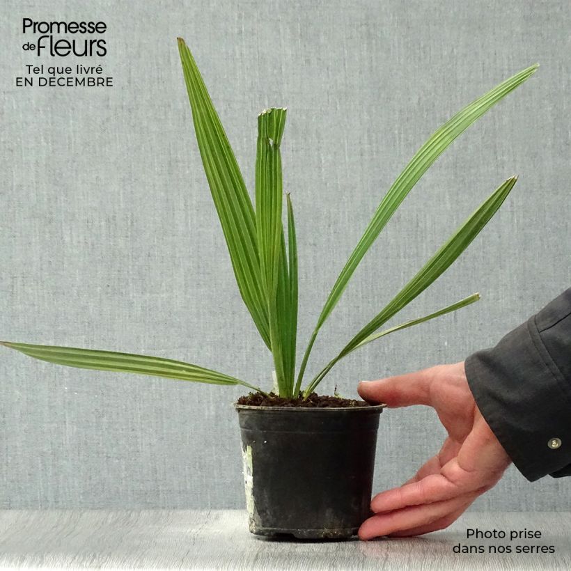 Sabal mauritiiformis Vaso da Ø 12 cm / 13 cm esemplare consegnato in inverno