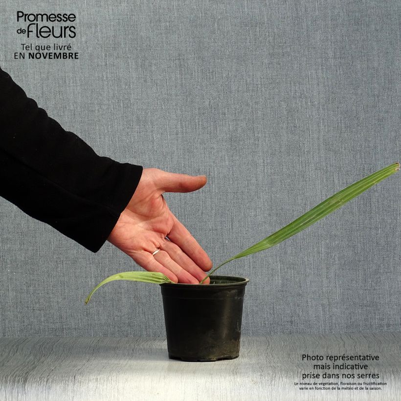 Esemplare di Sabal mauritiiformis Vaso da Ø 12 cm / 13 cm come consegnato in autunno