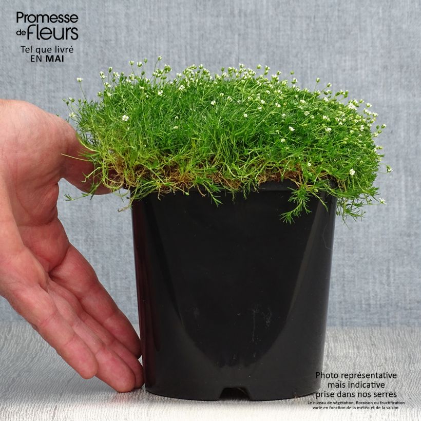 Sagina Green Moss - Muschio irlandese Vaso da 1,5L/2L esemplare consegnato in primavera