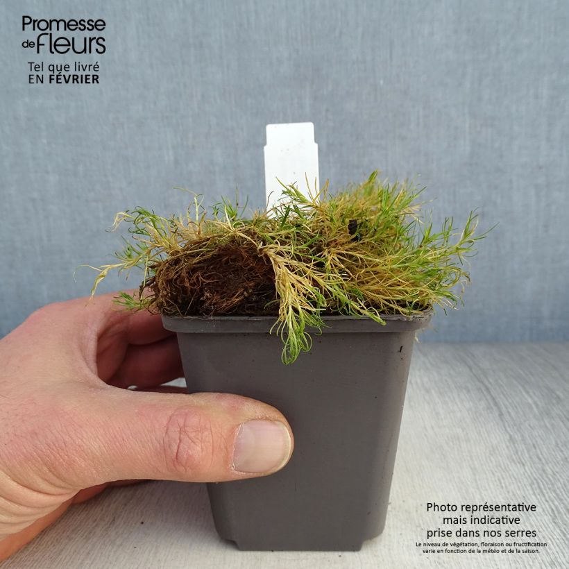 Sagina Aurea - Muschio irlandese Vasetto da 8/9 cm esemplare consegnato in inverno