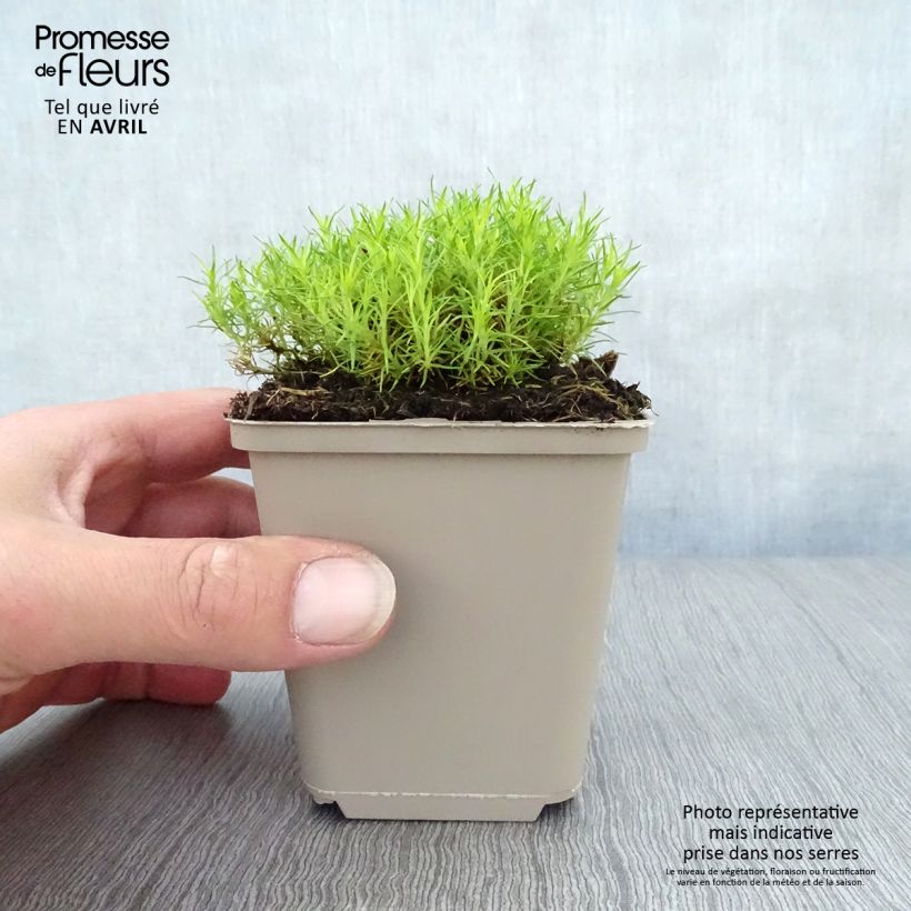 Sagina Aurea - Muschio irlandese Vasetto da 8/9 cm esemplare consegnato in primavera