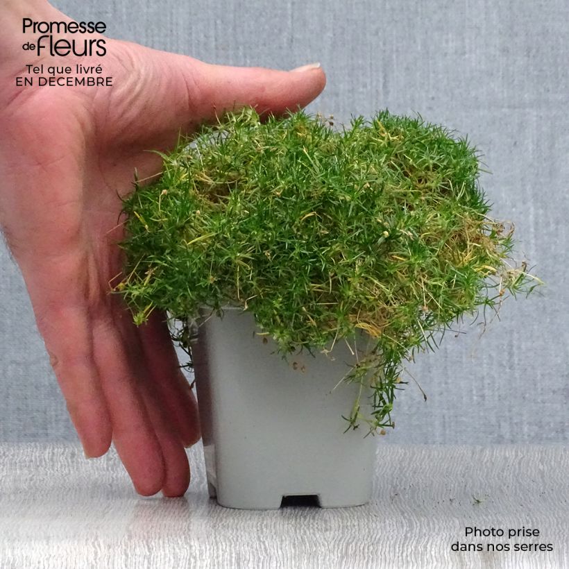 Sagina subulata - Muschio irlandese Vasetto da 8/9 cm esemplare consegnato in inverno