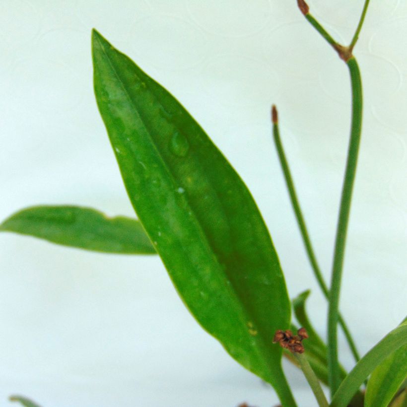 Sagittaria sagittifolia Flore Pleno - Sagittaria comune (Fogliame)