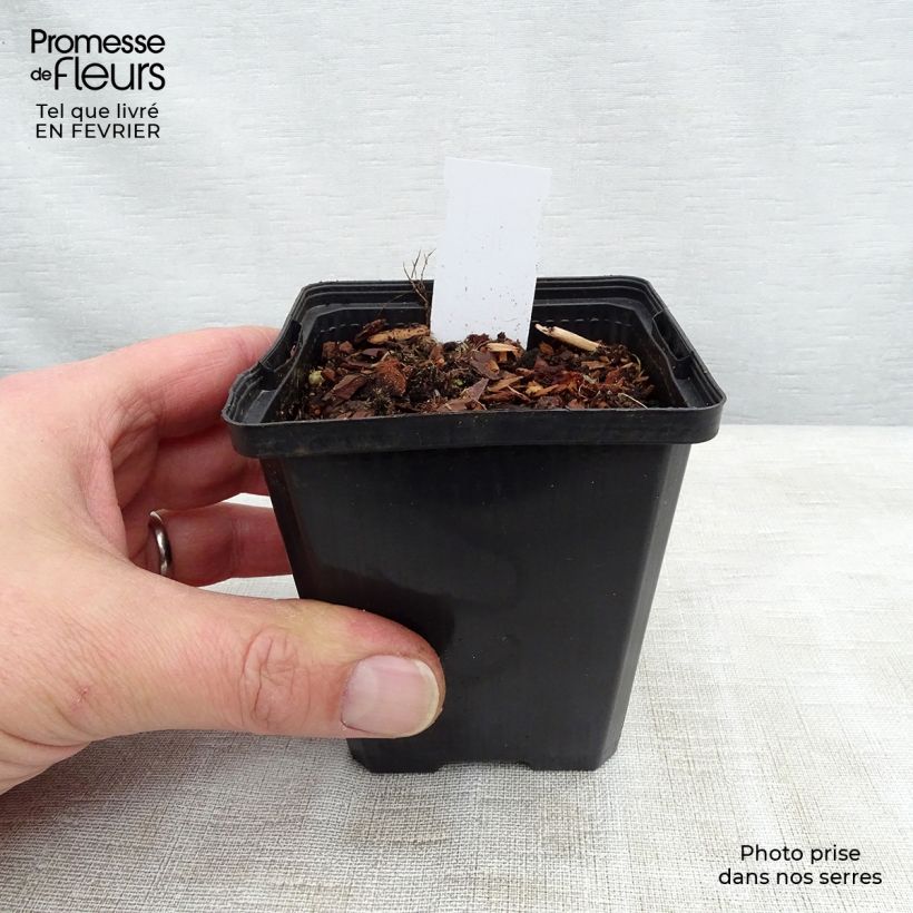 Sagittaria sagittifolia Flore Pleno - Sagittaria comune Vasetto da 8/9 cm esemplare consegnato in inverno