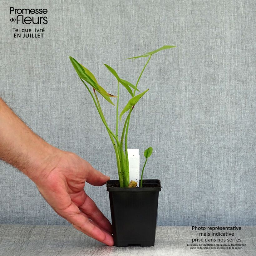 Esemplare di Sagittaria sagittifolia Flore Pleno - Sagittaria comune Vasetto da 8/9 cm consegnato in estate
