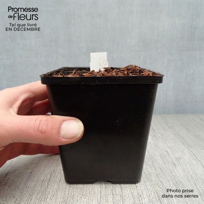 Sagittaria sagittifolia - Sagittaria comune Vasetto da 8/9 cm esemplare consegnato in inverno