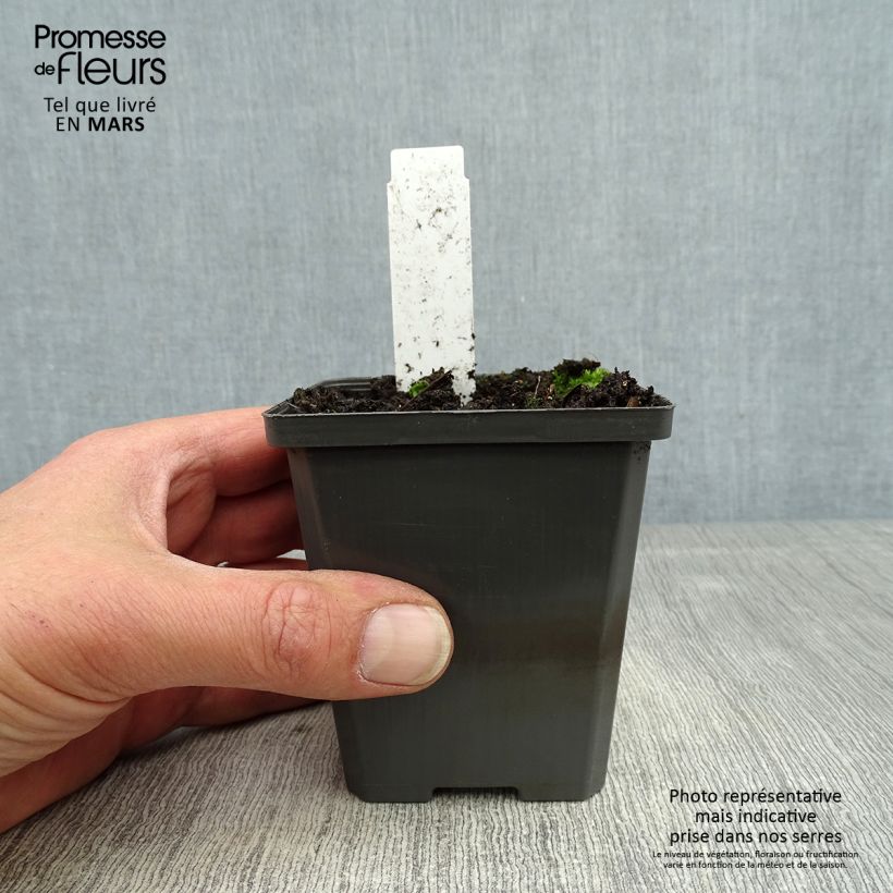 Sagittaria sagittifolia - Sagittaria comune Vasetto da 8/9 cm esemplare consegnato in primavera