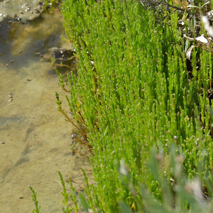 Salicornia europaea - Salicornia (Porto)