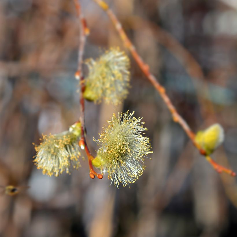Salix caprea Curly Locks - Salice delle capre piangente (Fioritura)