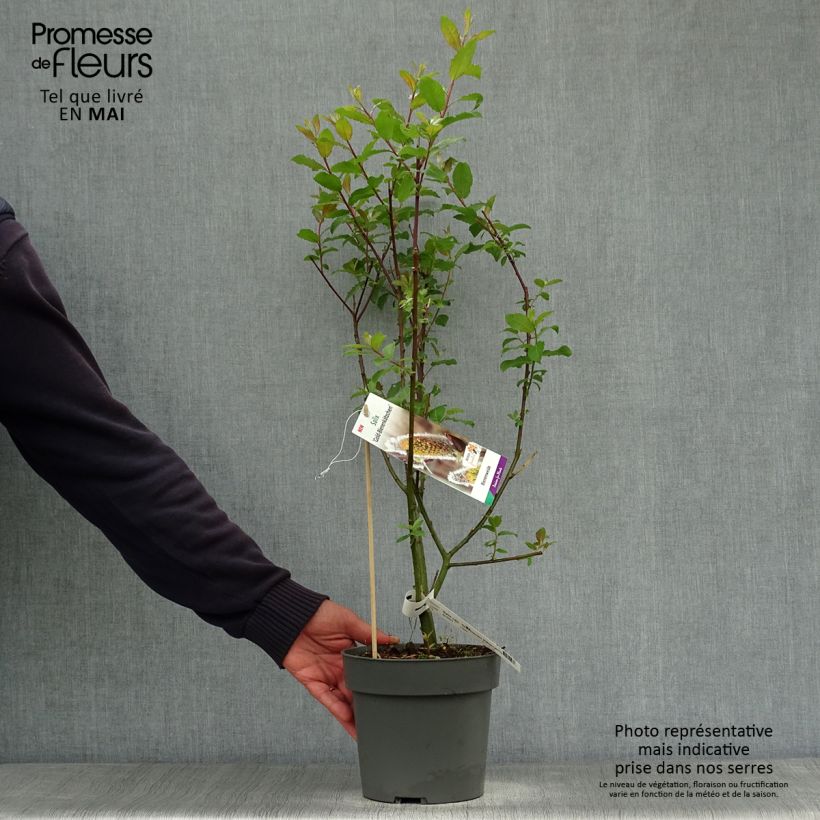 Salix caprea Gold-Bienenkätzchen - Salice delle capre Vaso da 3L/4L esemplare consegnato in primavera