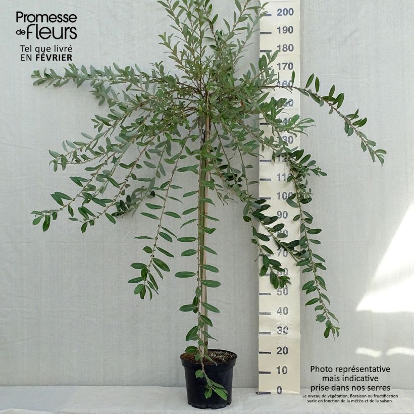 Esemplare di Salix gracilistyla Mount Aso - Salice rosa Vaso da 6L/7L come consegnato in autunno