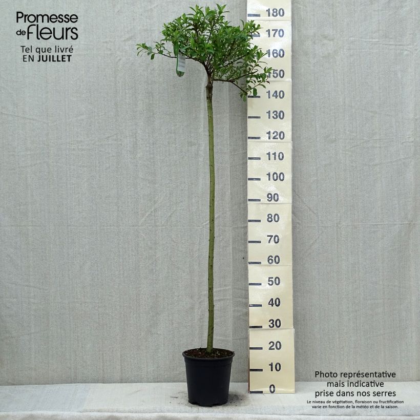 Esemplare di Salix gracilistyla Mount Aso - Salice rosa Vaso da 6L/7L, Vaso impalcato consegnato in estate
