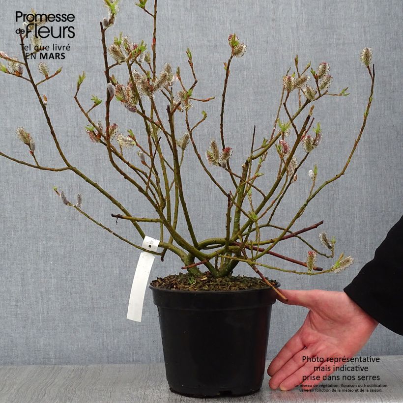 Salix gracilistyla Mount Aso - Salice rosa Vaso da 4L/5L esemplare consegnato in inverno