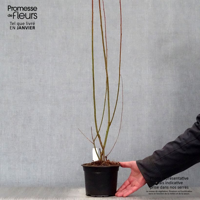 Salix cinerea - Salice cinereo Vaso da 2L/3L esemplare consegnato in inverno