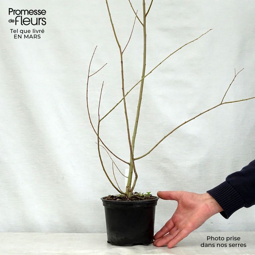 Salix cinerea - Salice cinereo Vaso da 2L/3L esemplare consegnato in primavera