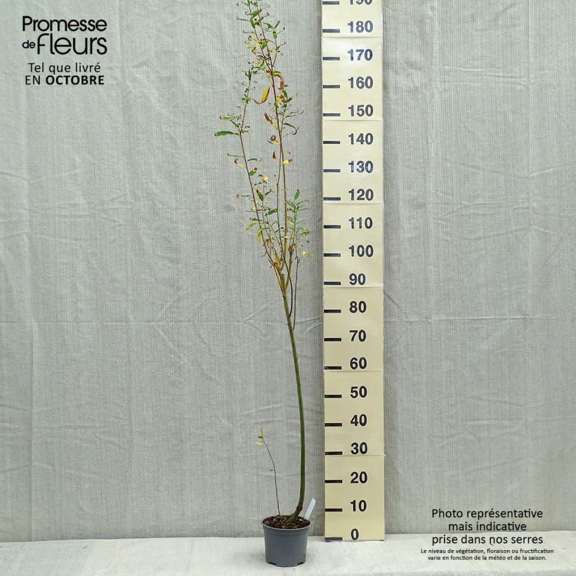 Esemplare di Salix cinerea - Salice cinereo Vaso da 2L/3L come consegnato in autunno