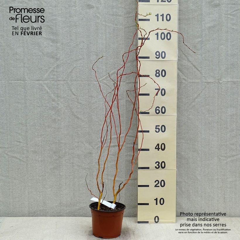 Salix erythroflexuosa Vaso da 3L/4L esemplare consegnato in inverno
