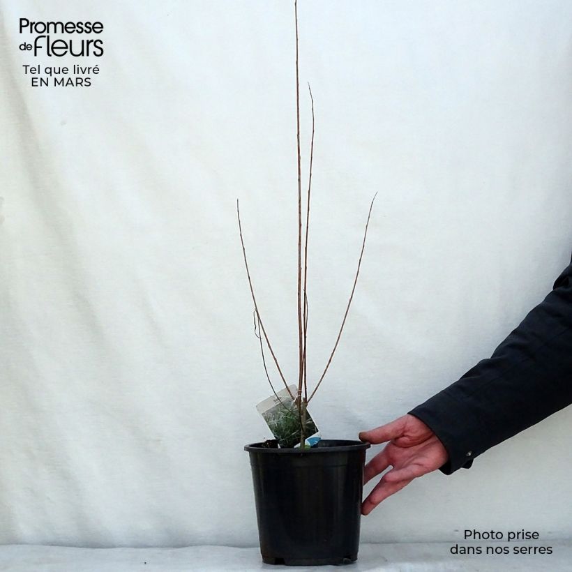 Salix exigua Vaso da 3L/4L esemplare consegnato in inverno