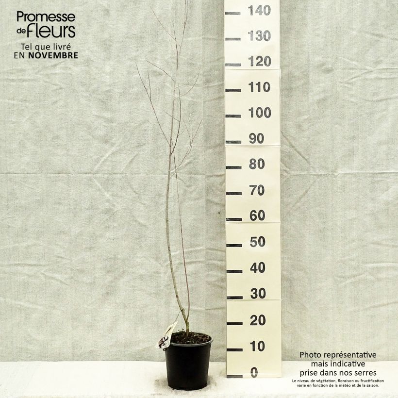 Esemplare di Salix exigua Vaso da 3L/4L come consegnato in autunno