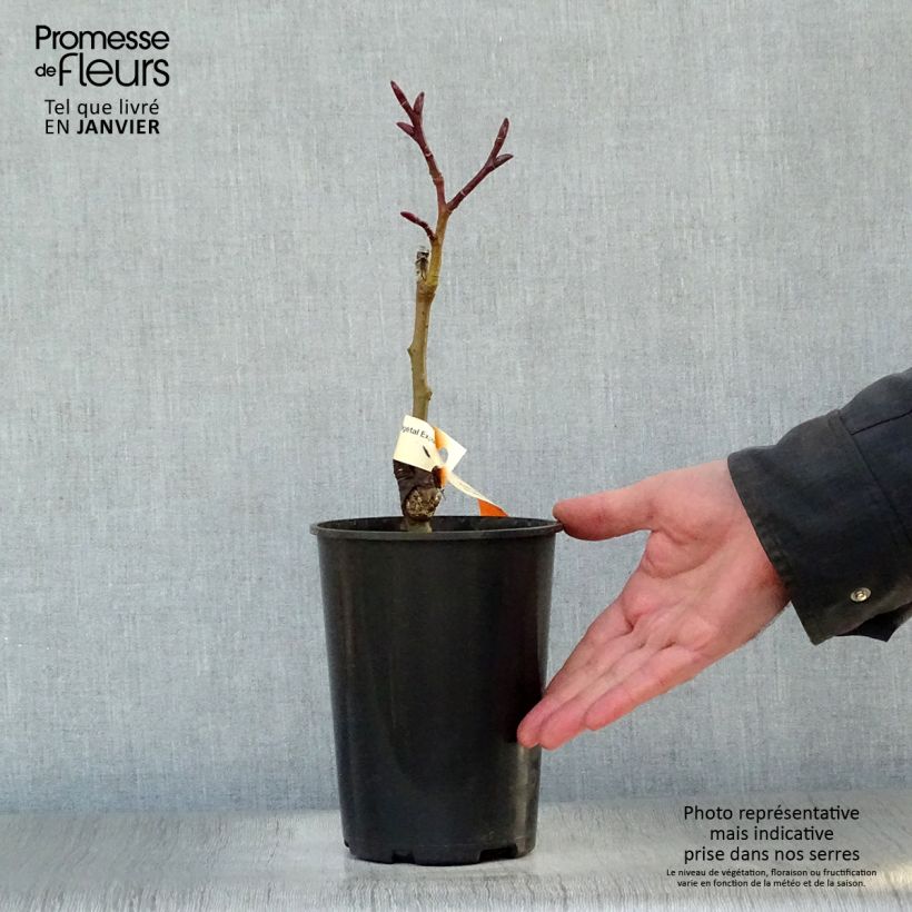 Salix fargesii Vaso da 4L/5L esemplare consegnato in inverno