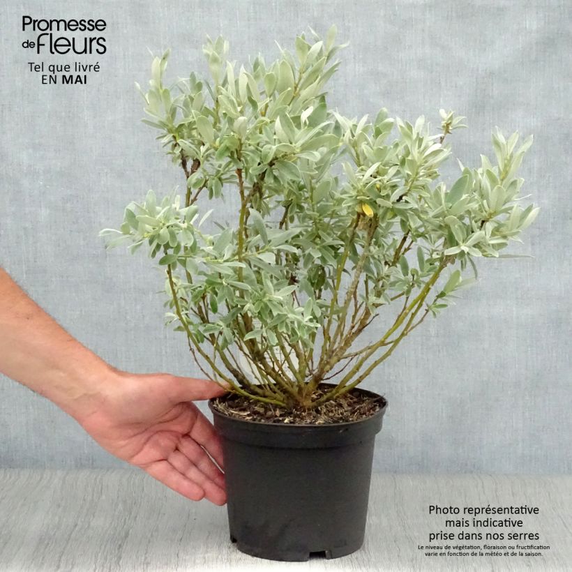 Salix helvetica - Salice elvetico Vaso da 2L/3L esemplare consegnato in primavera