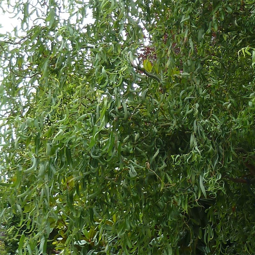 Salix matsudana Tortuosa - Salice piangente (Fogliame)