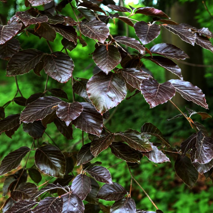 Salix purpurea Nana - Salice rosso nano (Fogliame)