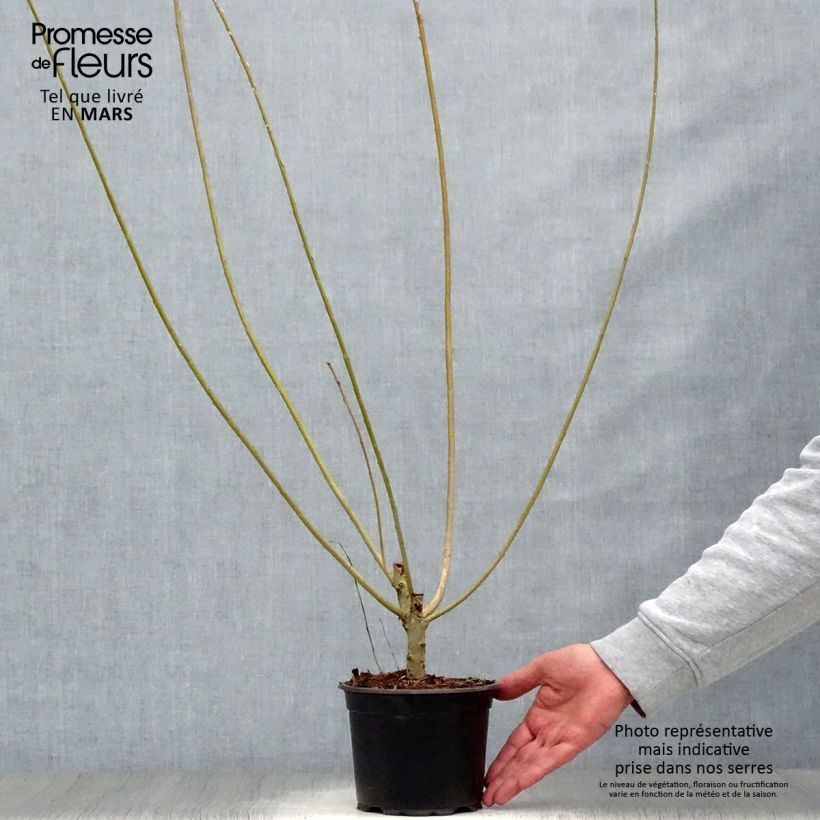 Salix viminalis - Salice viminale Vaso da 1,5L/2L esemplare consegnato in primavera