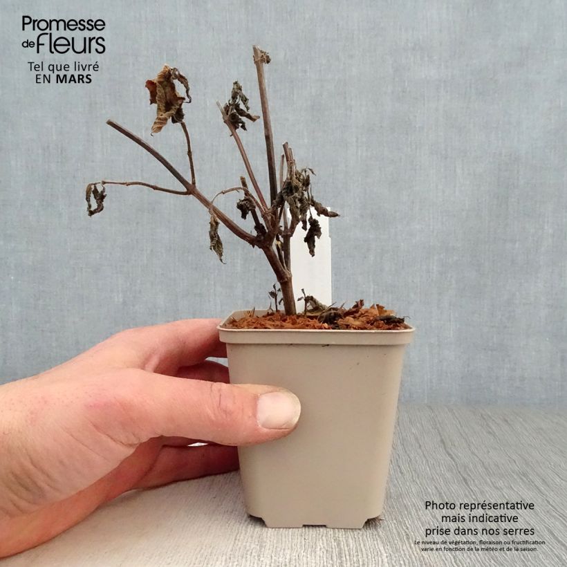 Salvia guaranitica Amante Vasetto da 8/9 cm esemplare consegnato in primavera