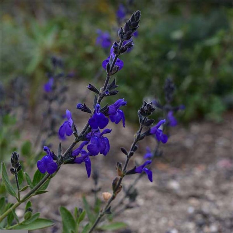 Salvia microphylla Blue Note - Salvia arbustiva (Fioritura)