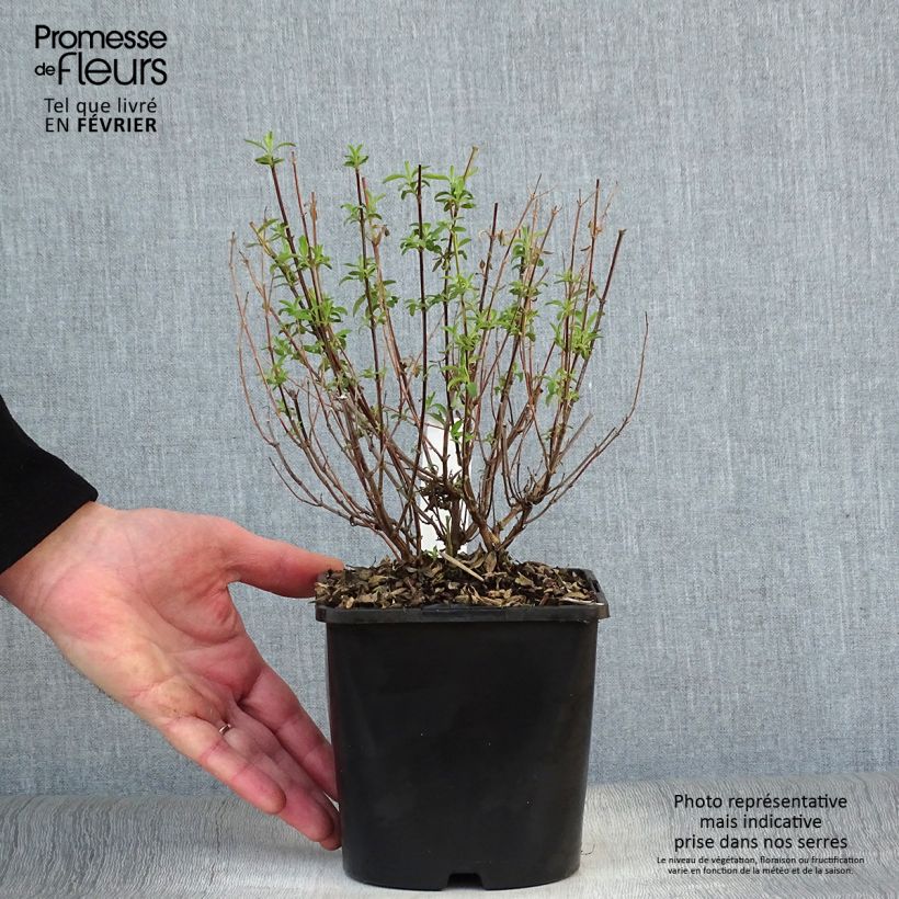 Salvia Delice Feline - Salvia arbustiva Vaso da 2L/3L esemplare consegnato in inverno