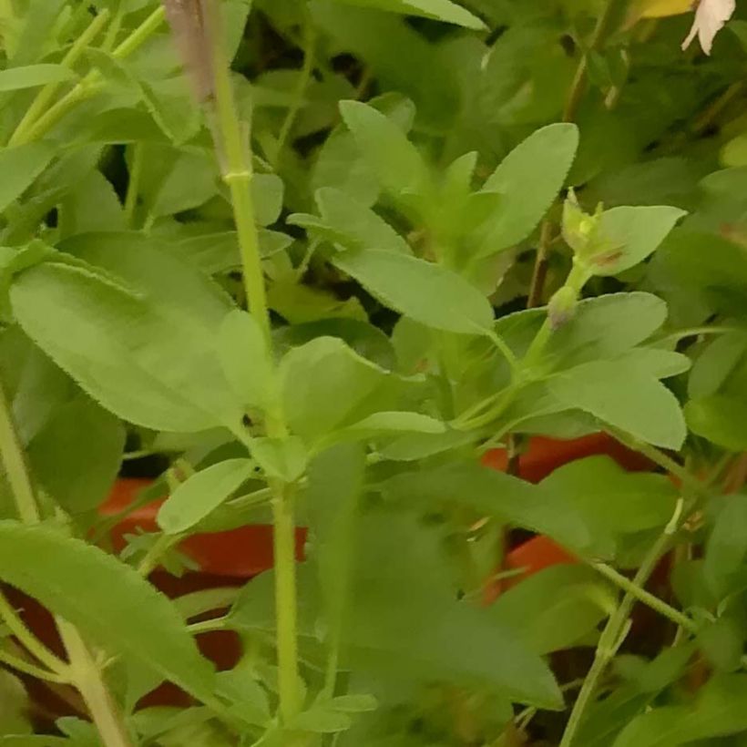 Salvia Delice Gold and Wine - Salvia arbustiva (Fogliame)