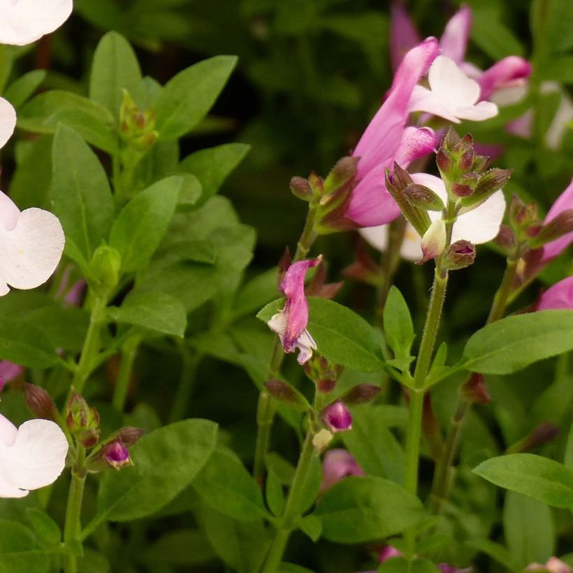 Salvia Dyson's Joy - Salvia arbustiva (Fogliame)