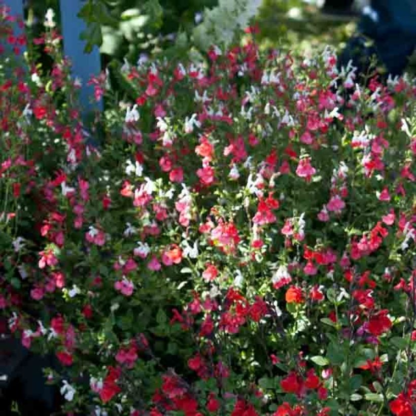 Salvia microphylla grahamii Hot Lips - Salvia arbustiva (Porto)