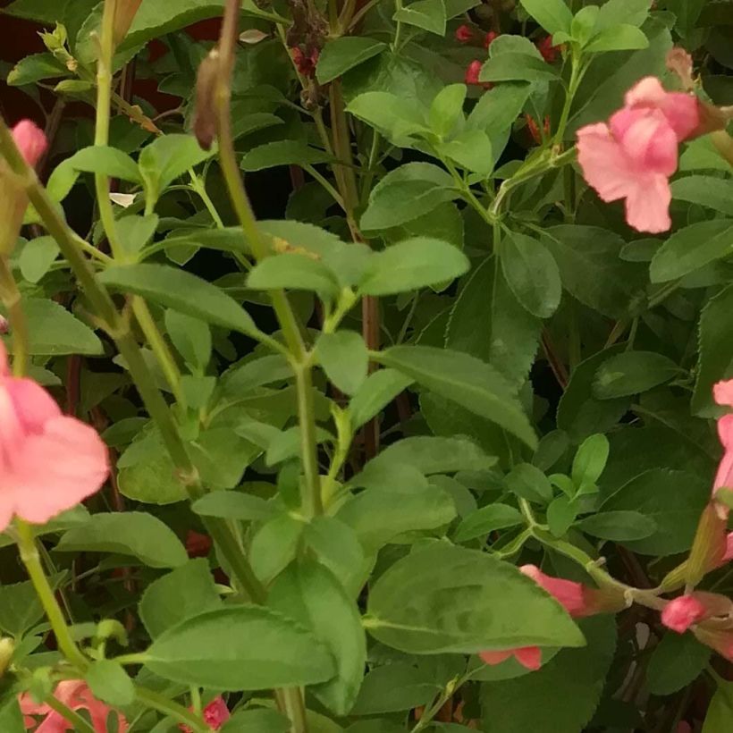 Salvia Papajan - Salvia arbustiva (Fogliame)