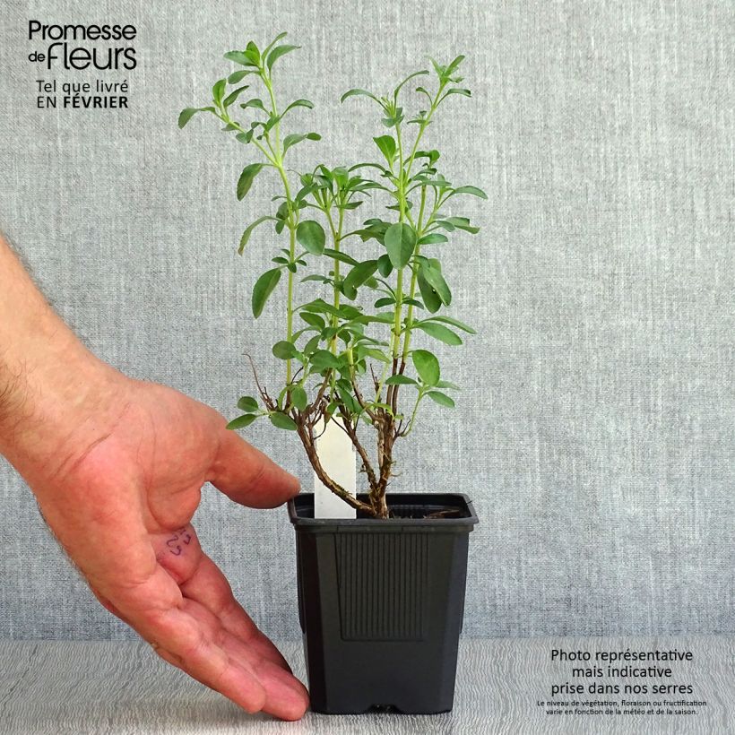 Esemplare di Salvia Papajan - Salvia arbustiva Vasetto da 8/9 cm come consegnato in autunno