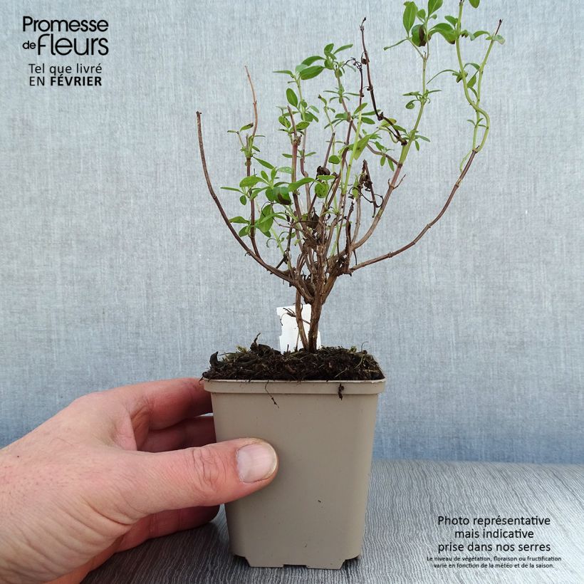 Salvia Papajan - Salvia arbustiva Vasetto da 8/9 cm esemplare consegnato in inverno