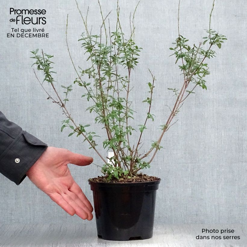 Salvia Papajan - Salvia arbustiva Vaso da 2L/3L esemplare consegnato in inverno