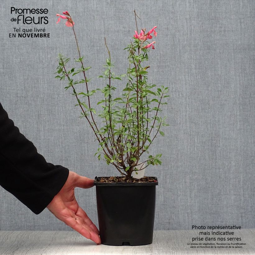 Esemplare di Salvia Papajan - Salvia arbustiva Vaso da 2L/3L come consegnato in autunno