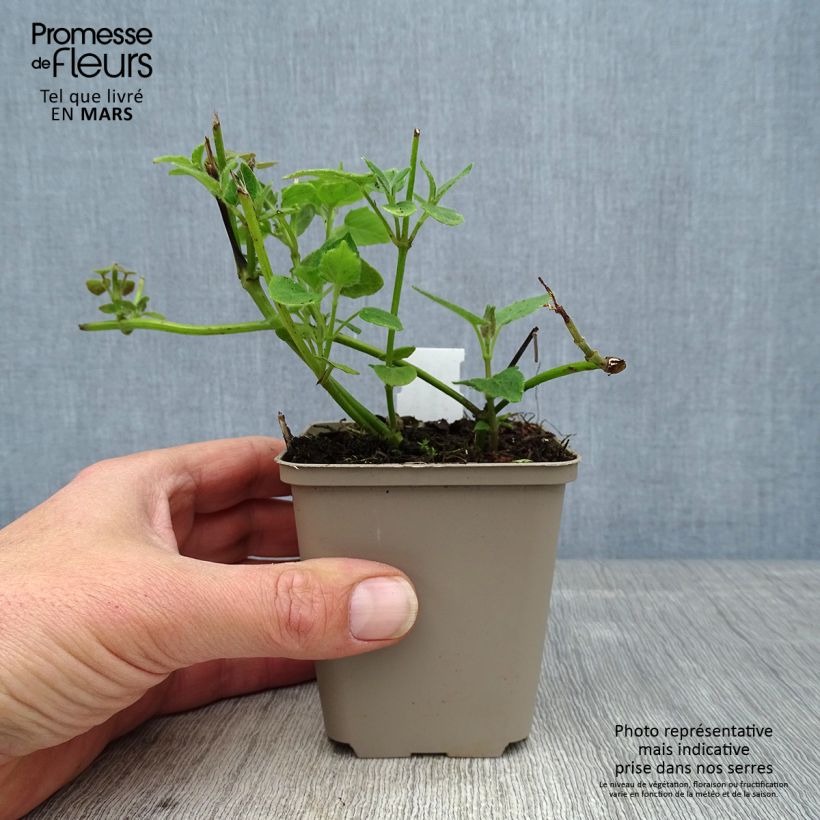 Salvia cacaliifolia - Vite blu Vasetto da 8/9 cm esemplare consegnato in primavera