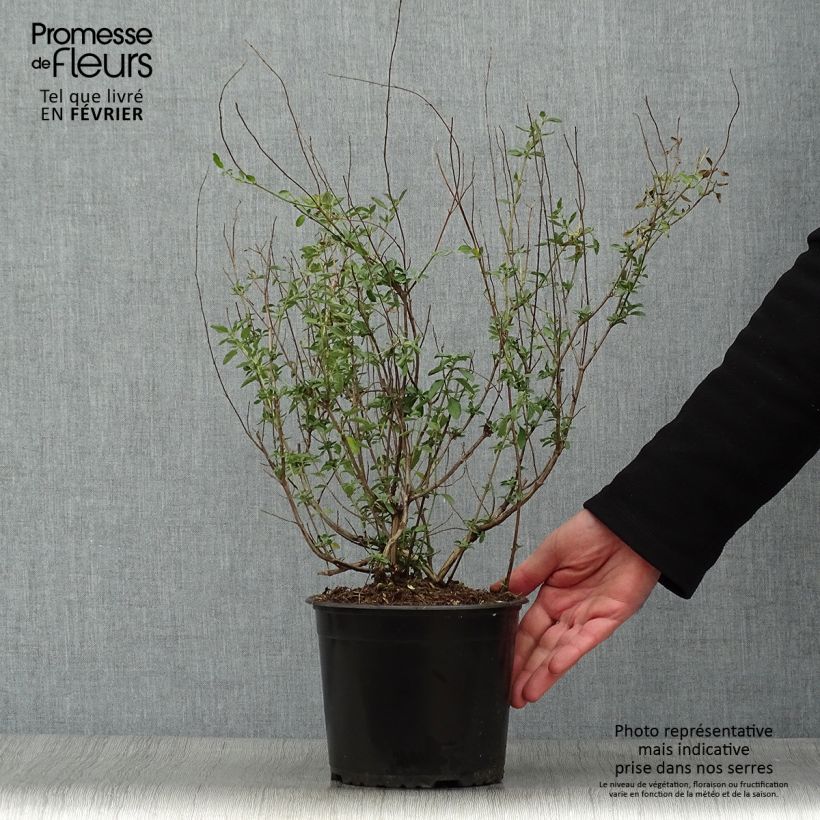 Salvia greggii ARCTIC BLAZE Purple Vaso da 2L/3L esemplare consegnato in inverno