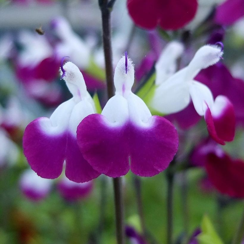 Salvia greggii Amethyst Lips (Fioritura)